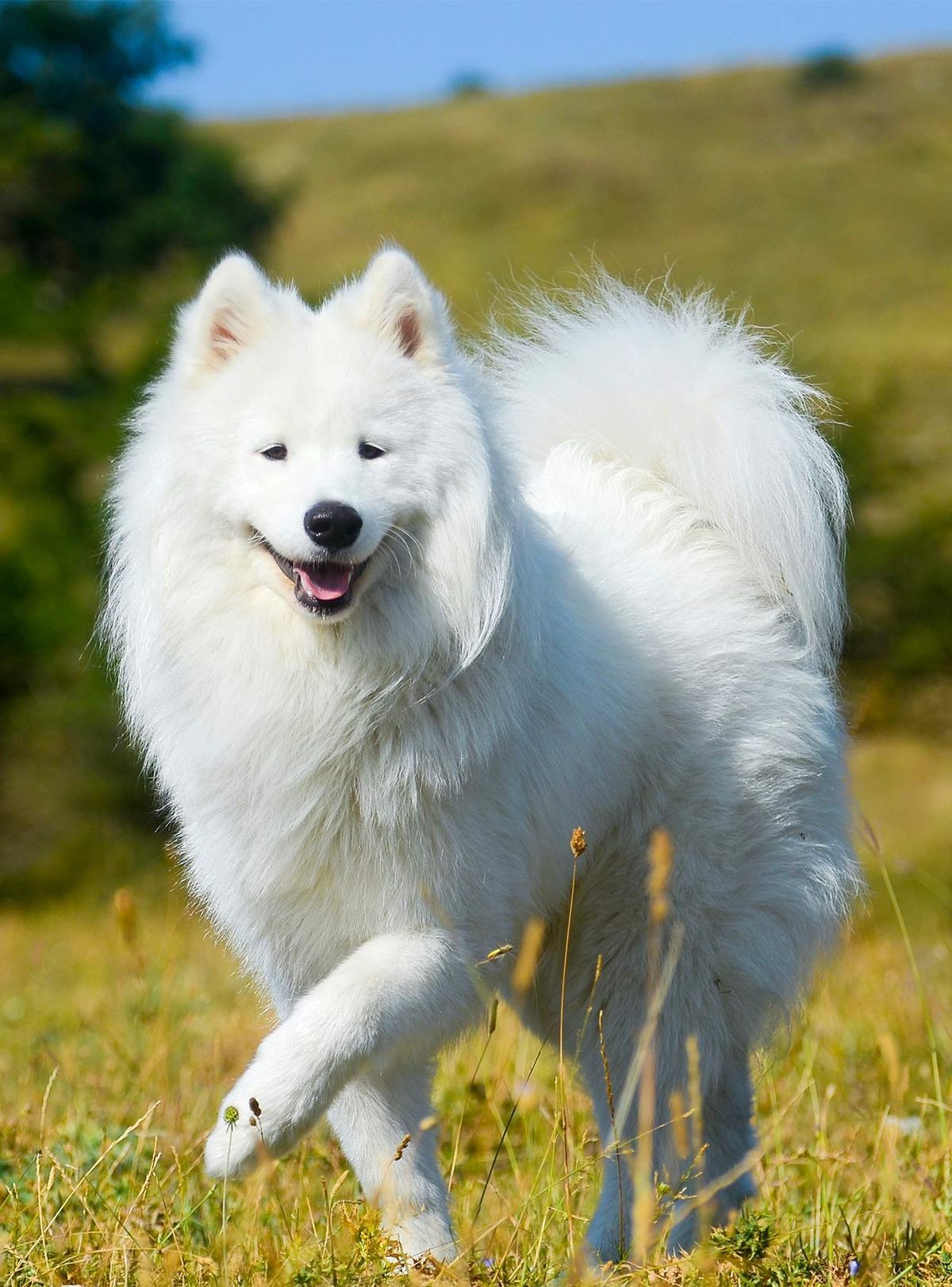 Races de chiens russes - Les chiots incroyables venus de Russie