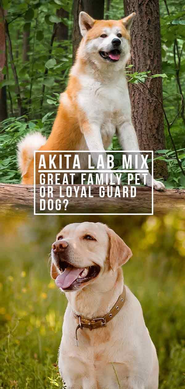 Akita Lab Mix - Tolles Familienhaustier oder treuer Wachhund?