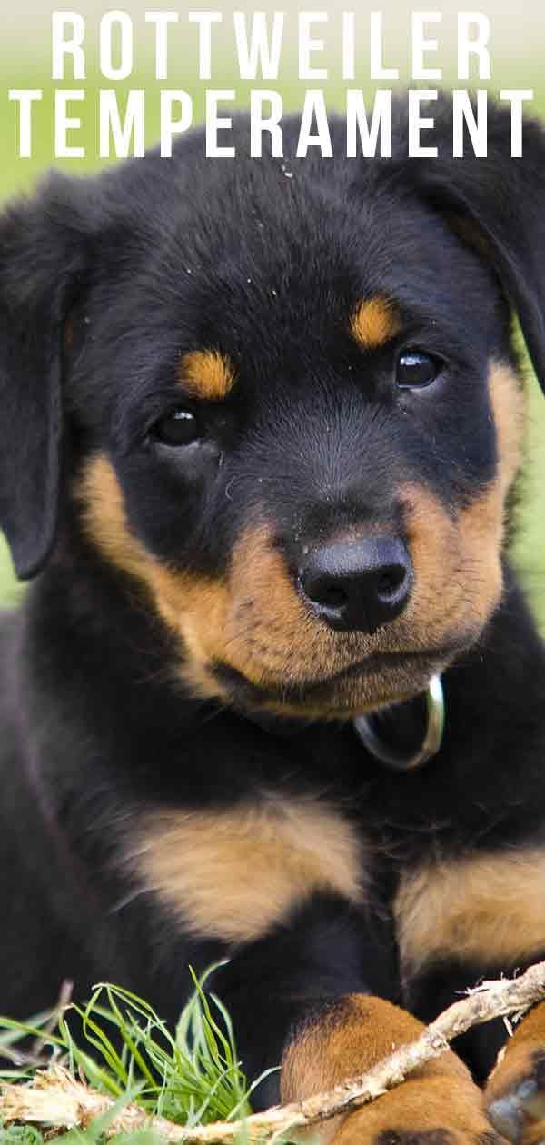 Tính cách của Rottweiler - Mọi điều bạn cần biết