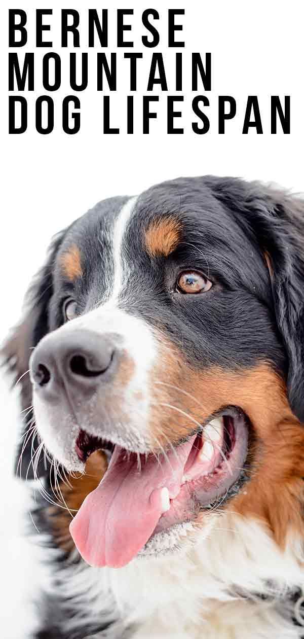 Tempo de vida do Bernese Mountain Dog: Os cães gigantes têm vida curta?