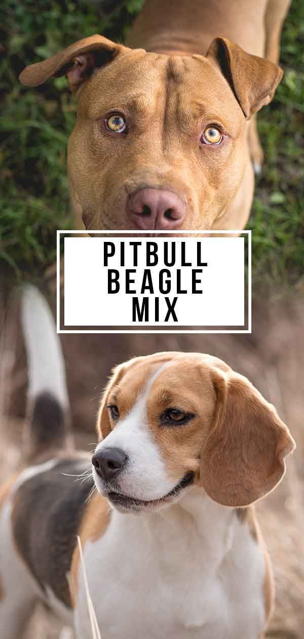 Pitbull Beagle Mix - Esta cruz é adequada para você?