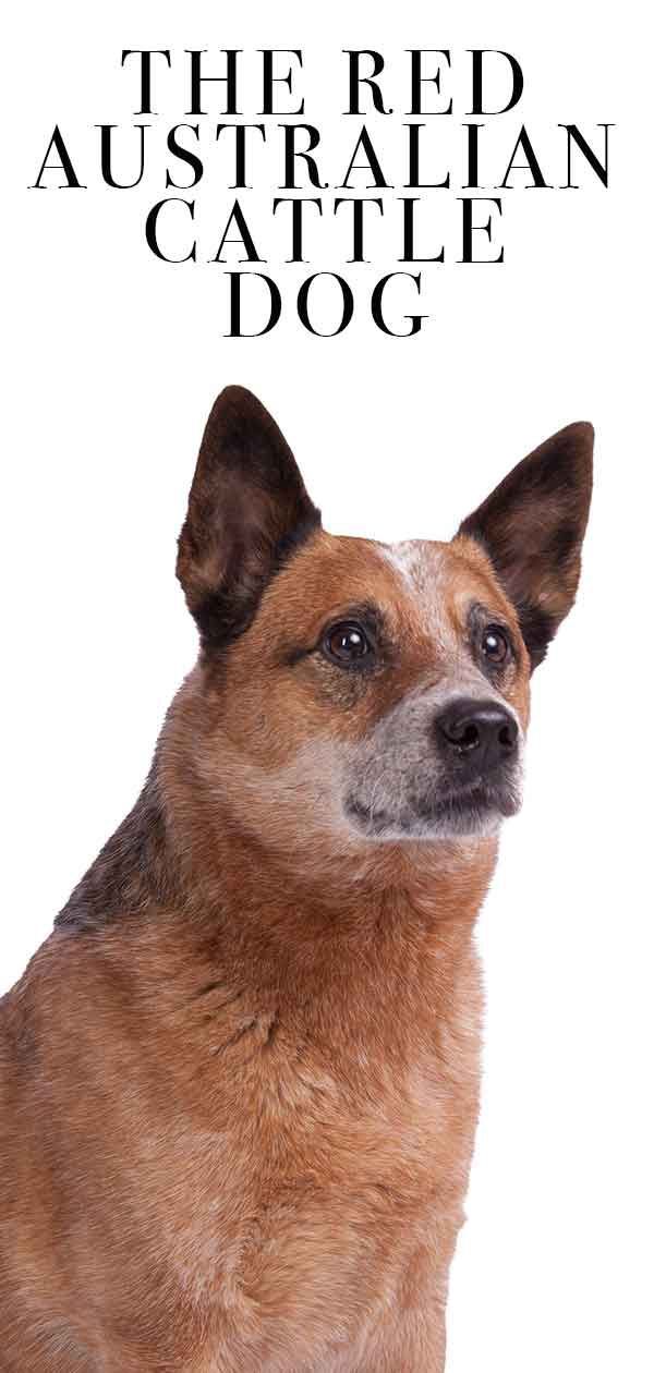 كلب الماشية الأسترالي الأحمر - هل هذا الكلب الجميل مناسب لعائلتك؟