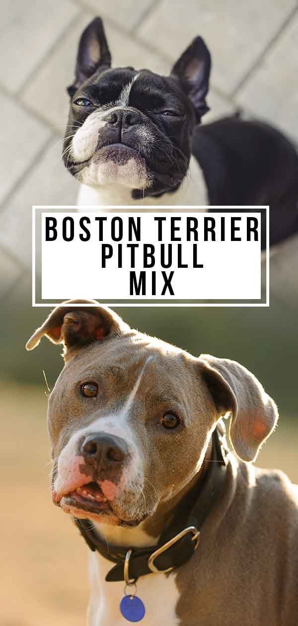 Mélange Pitbull Boston Terrier