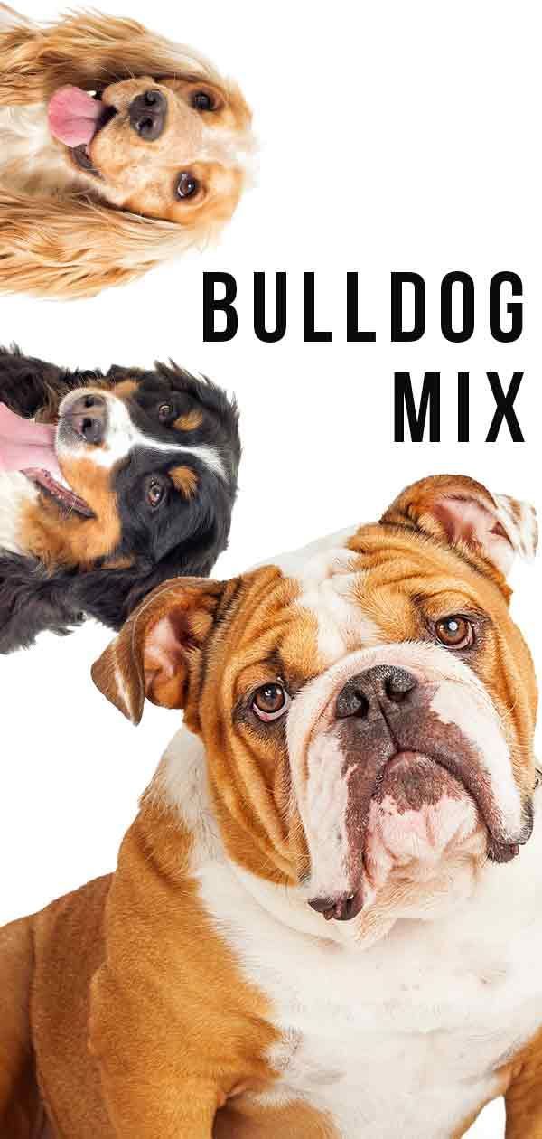 Bulldog Mixes - Combien de ces croisements pouvez-vous nommer?