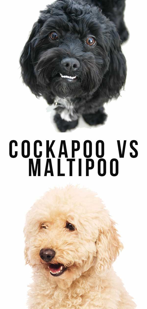 Cockapoo לעומת Maltipoo - אתה יכול להבחין בהבדל?