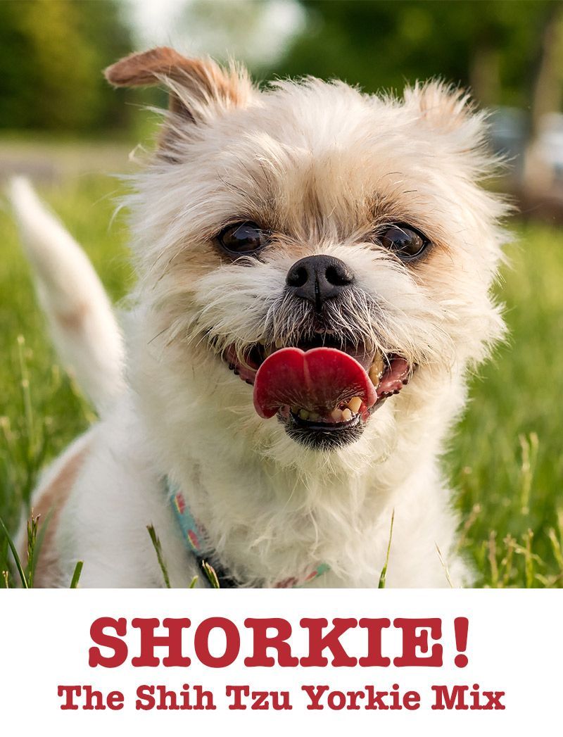 Shorkie - Campuran Shih Tzu Yorkshire Terrier