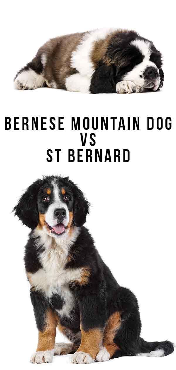 Бернско планинско куче срещу Свети Бернар