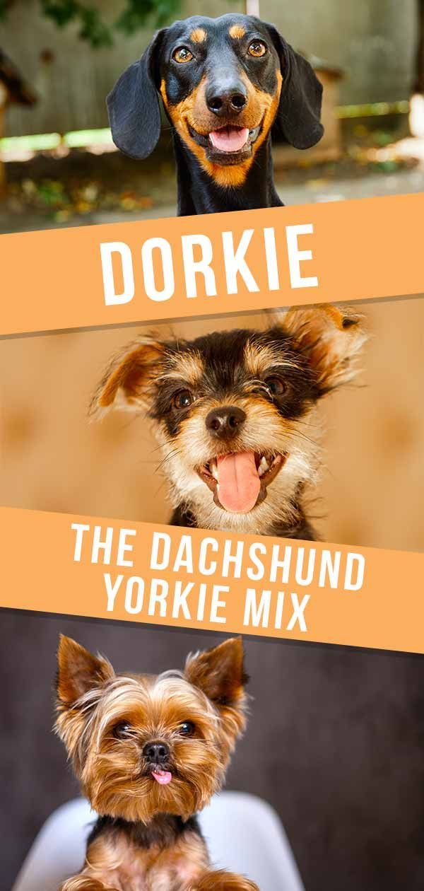 Centre d'information sur les chiens Dorkie - La race Teckel Yorkie Mix