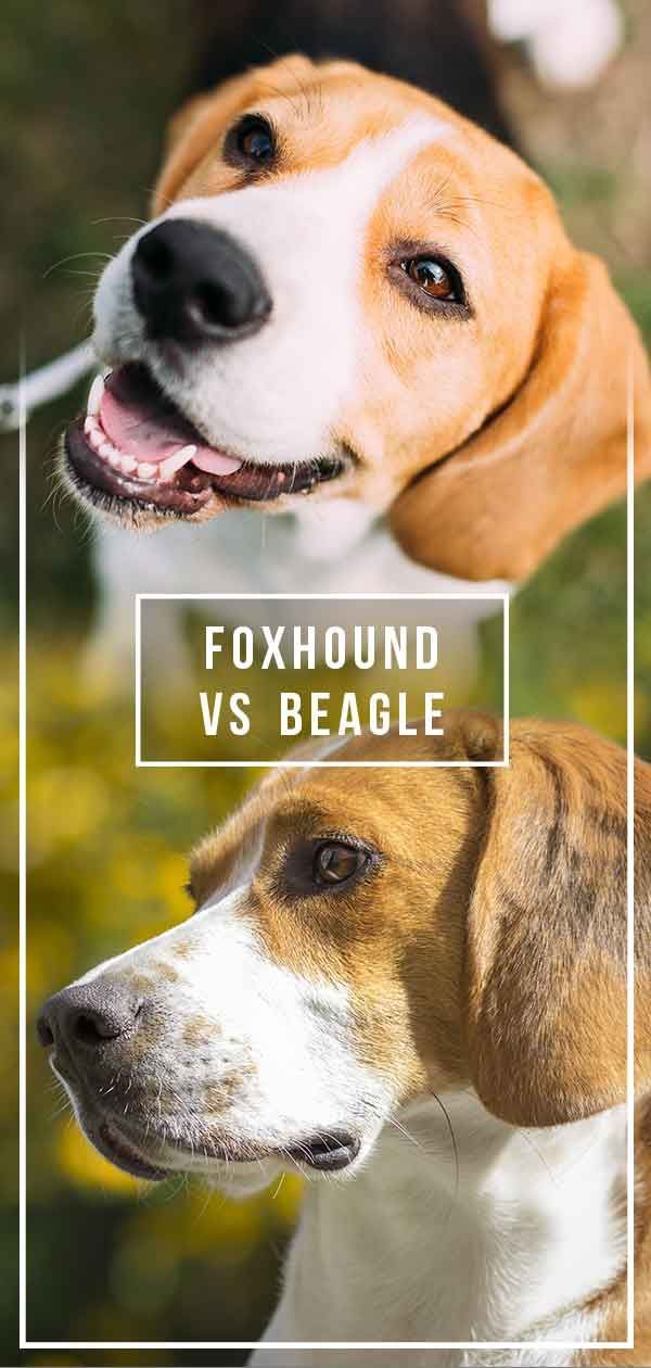 Foxhound Vs Beagle - który pies jest odpowiedni dla Ciebie?
