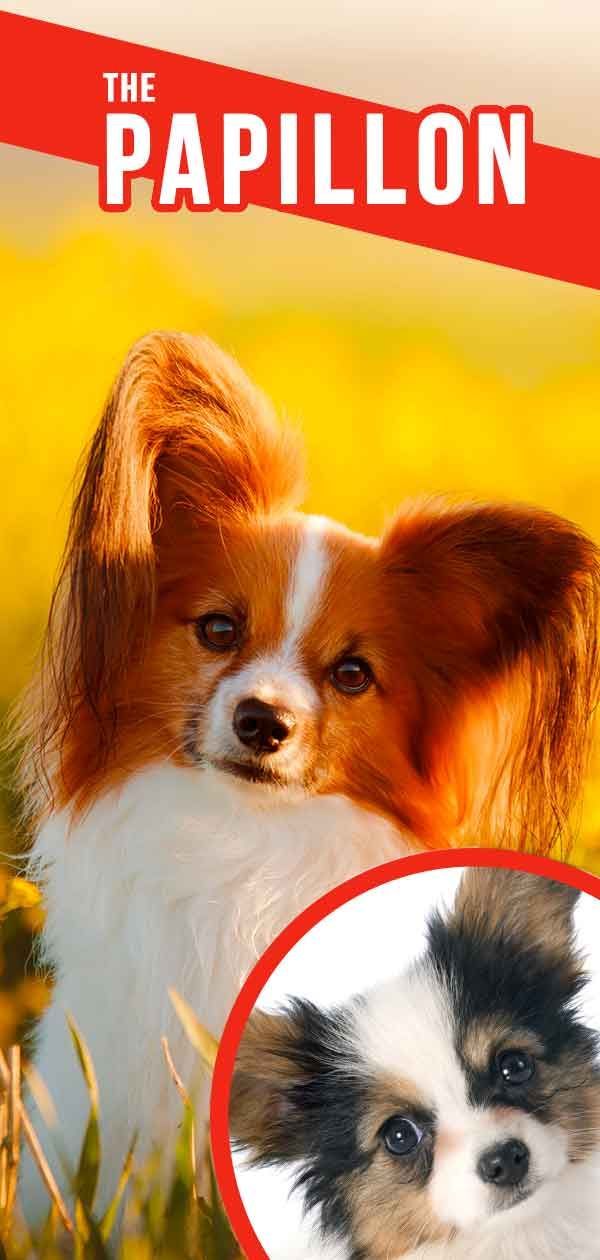 מרכז מידע לכלבים פפיון - מדריך מלא לגזע יפה