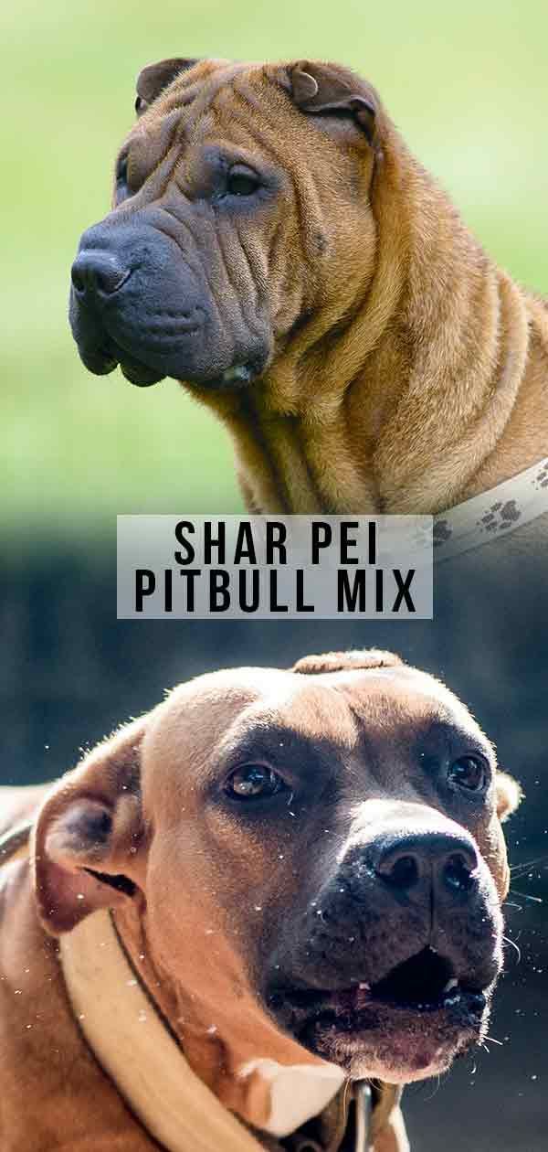 Shar Pei Pitbull Mix: Le Pit Pei vous convient-il?