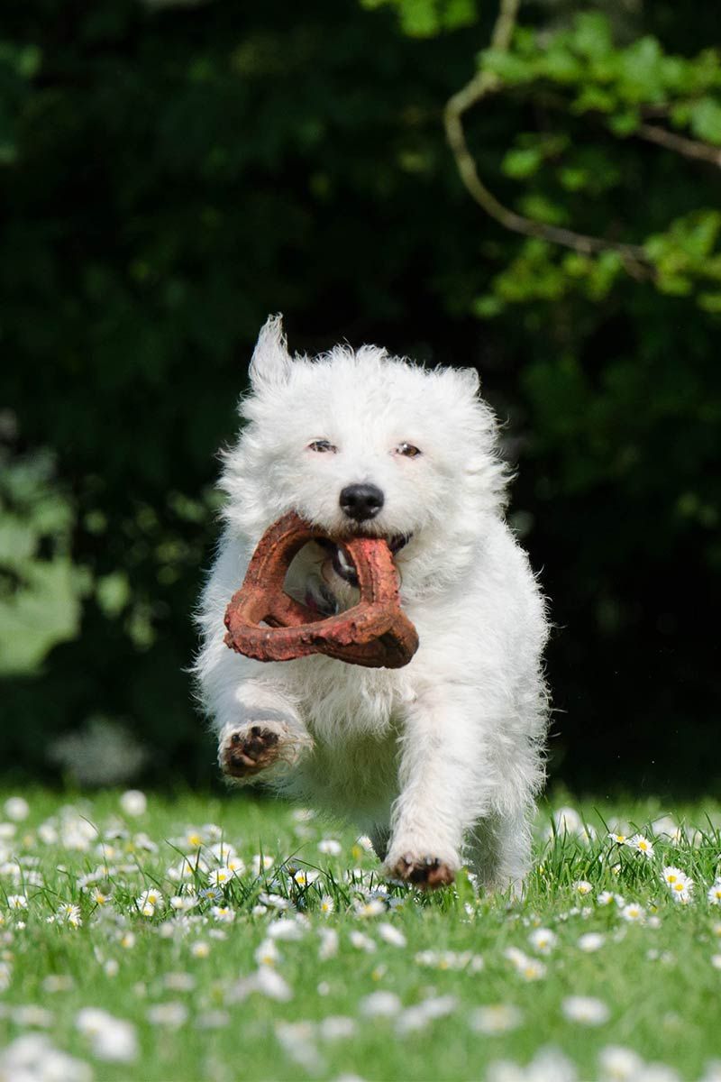 The Westie - Przewodnik po West Highland White Terrier