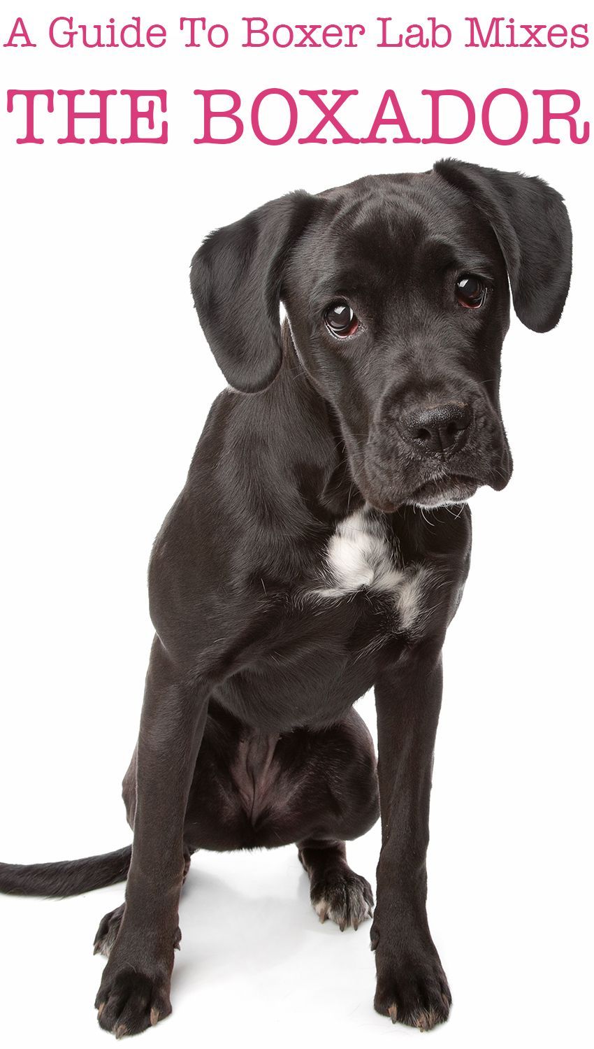 Mielas juodai baltas Boxador šuniukas. „Boxador“ šuniukai gali turėti įvairių kailio spalvų.
