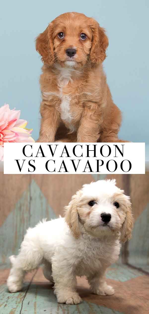 Cavachon vs Cavapoo - Vad är skillnaden?