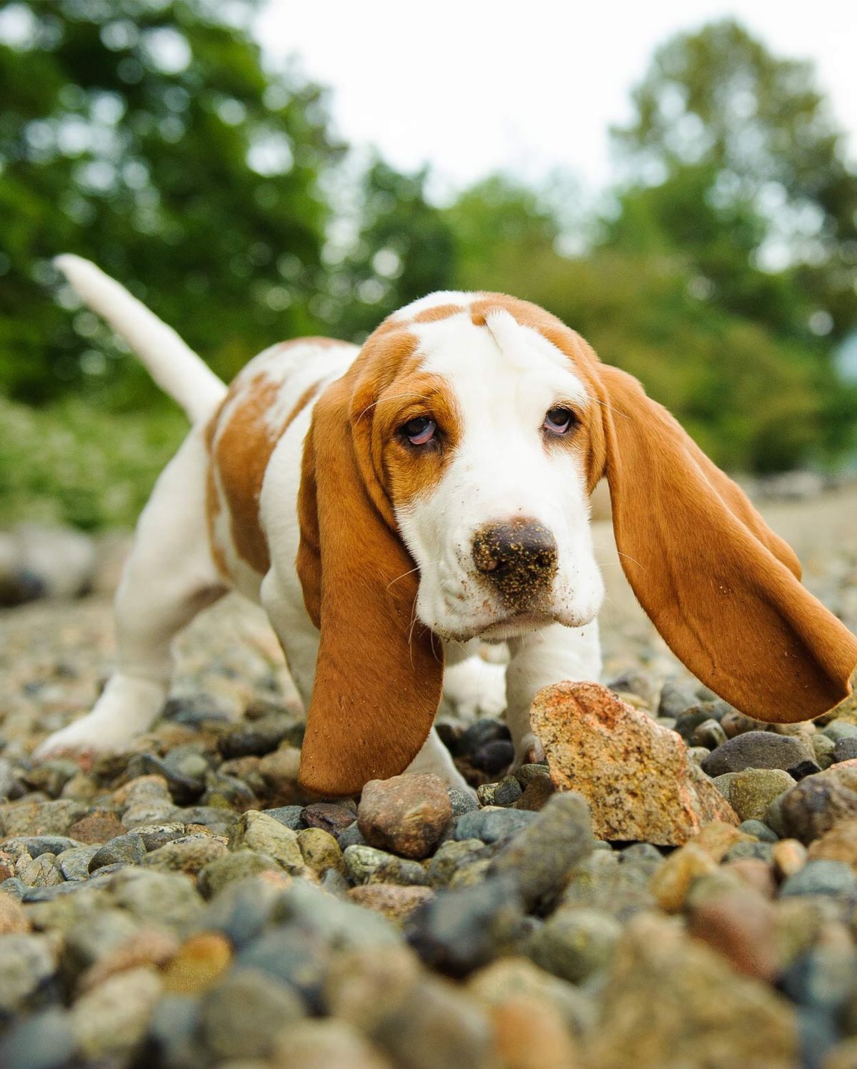 Gossos amb orelles llargues: els adorables animals de companyia que els encantaran a la vostra família