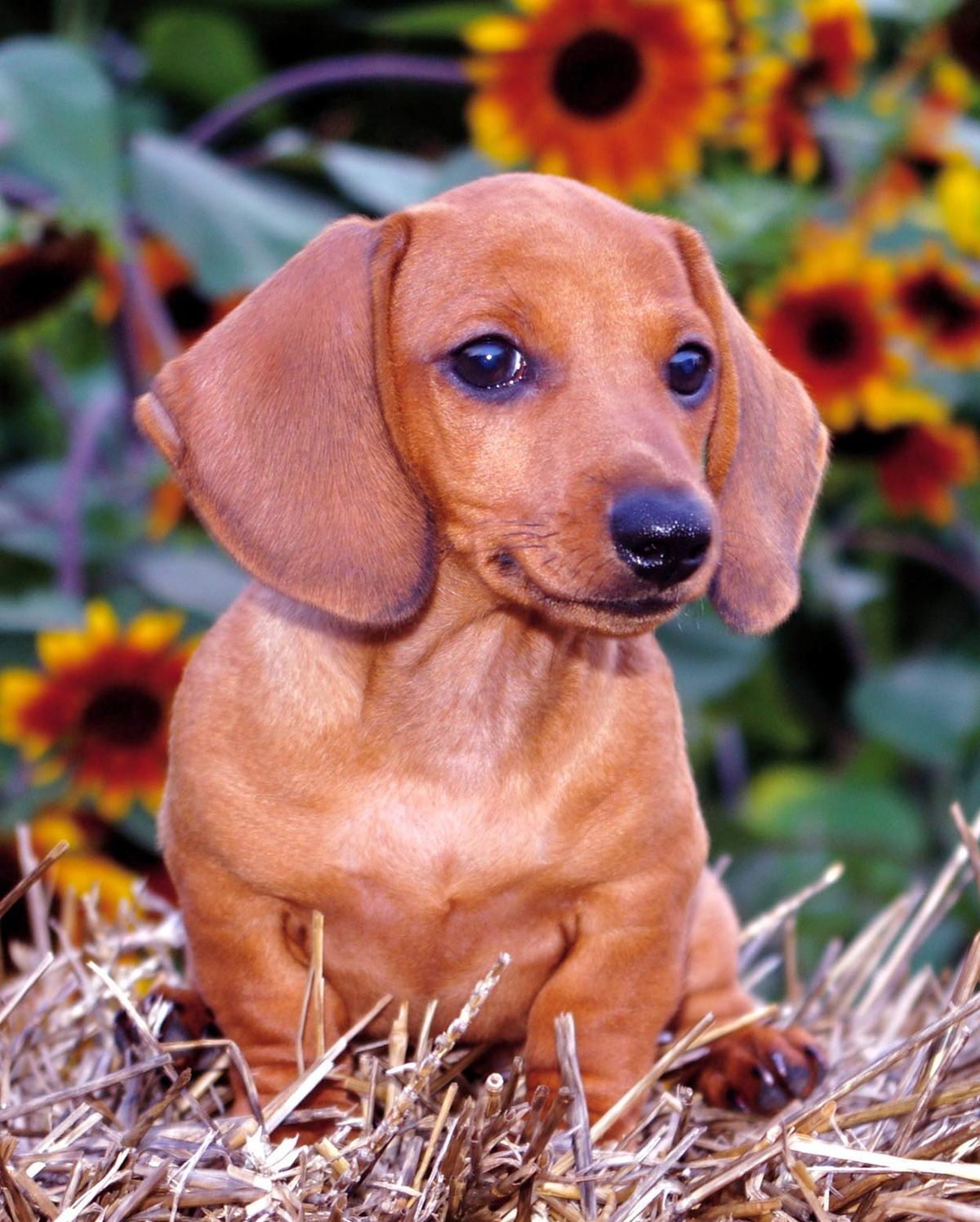 耳の長い犬-あなたの家族が愛する愛らしい耳のペット