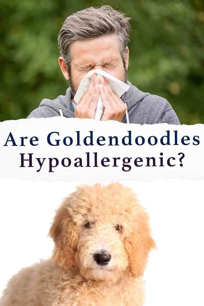 sont des goldendoodles hypoallergéniques