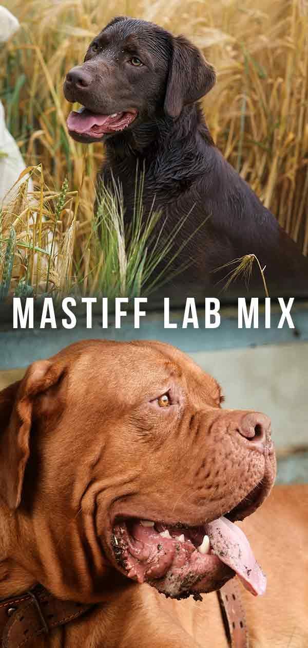 Mastiff Lab ผสม