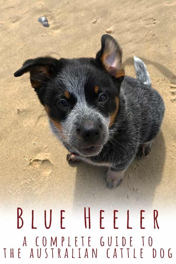 „Blue Heeler“ - išsamus Australijos galvijų šuns vadovas