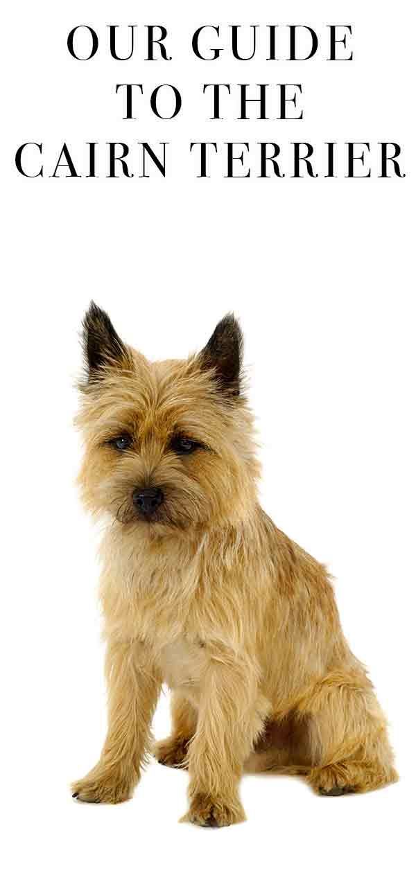 Cairn Terrier: una raça antiga com a mascota moderna