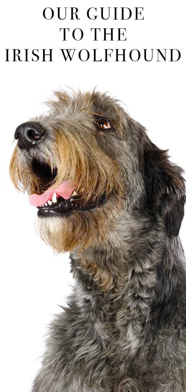 Irish Wolfhound - Le gentil géant