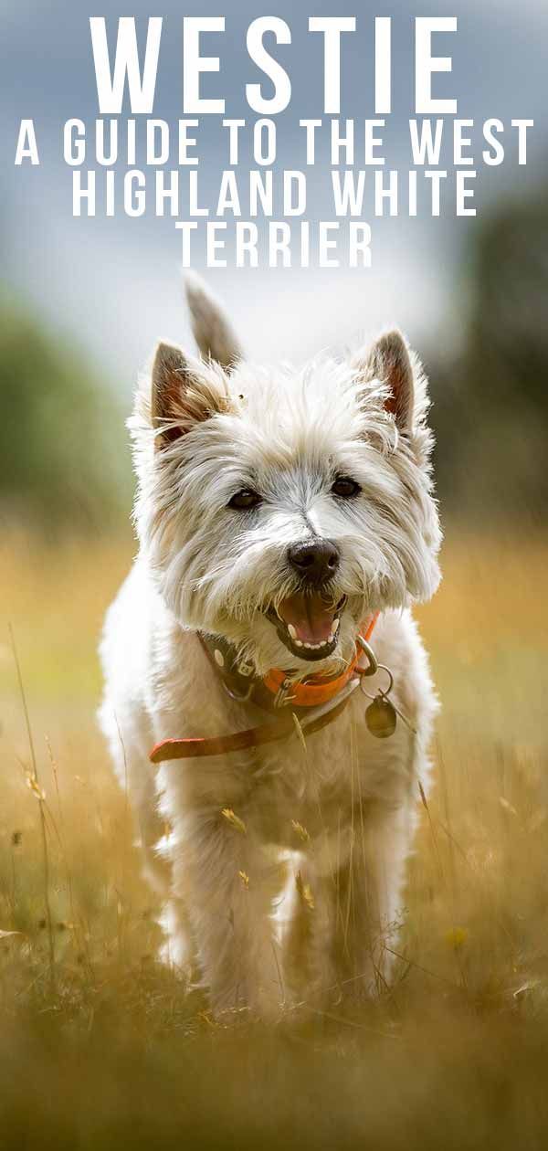 Centre d'information sur la race de chien Westie pour le West Highland White Terrier