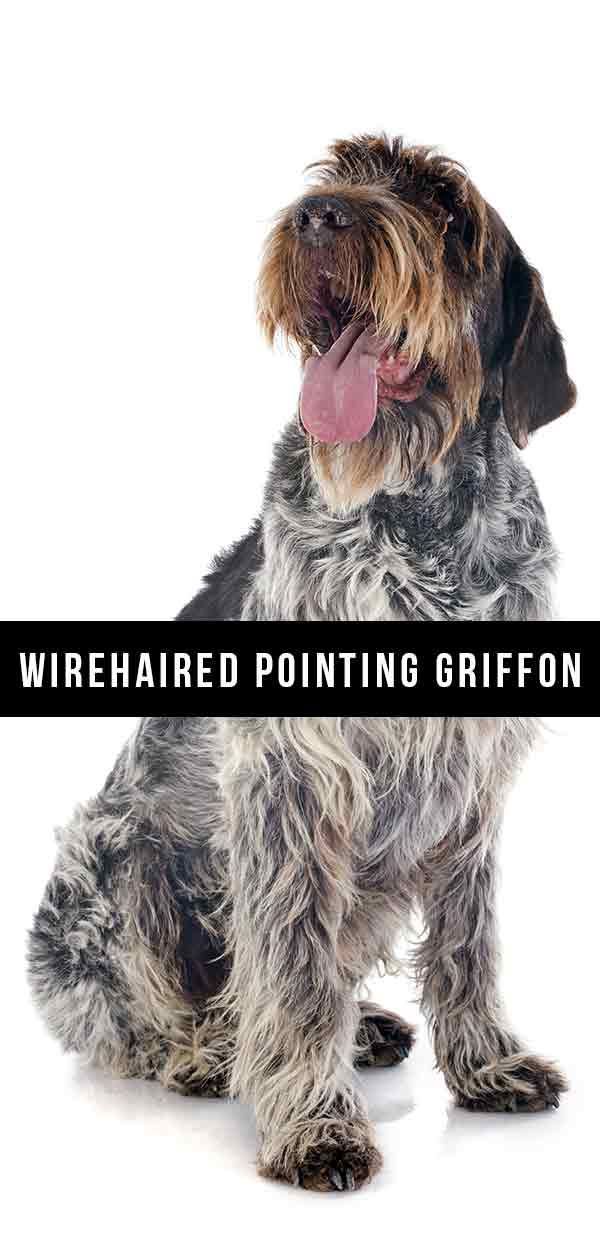 Wirehaired Pointing Griffon Dog Breed Information Centre