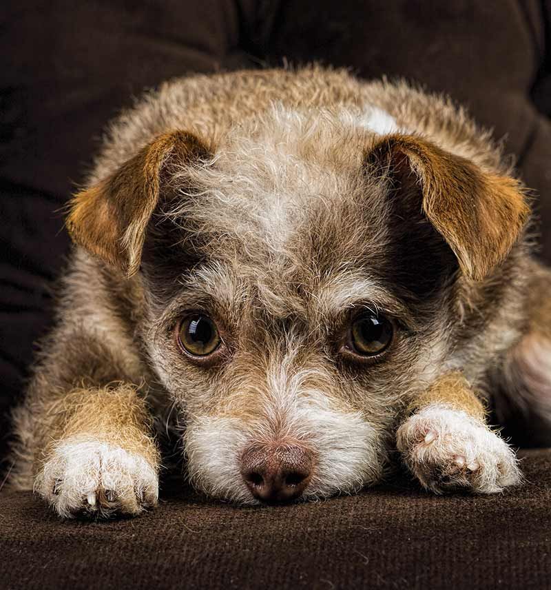 Chihuahua Terrier Mix - Wat te verwachten