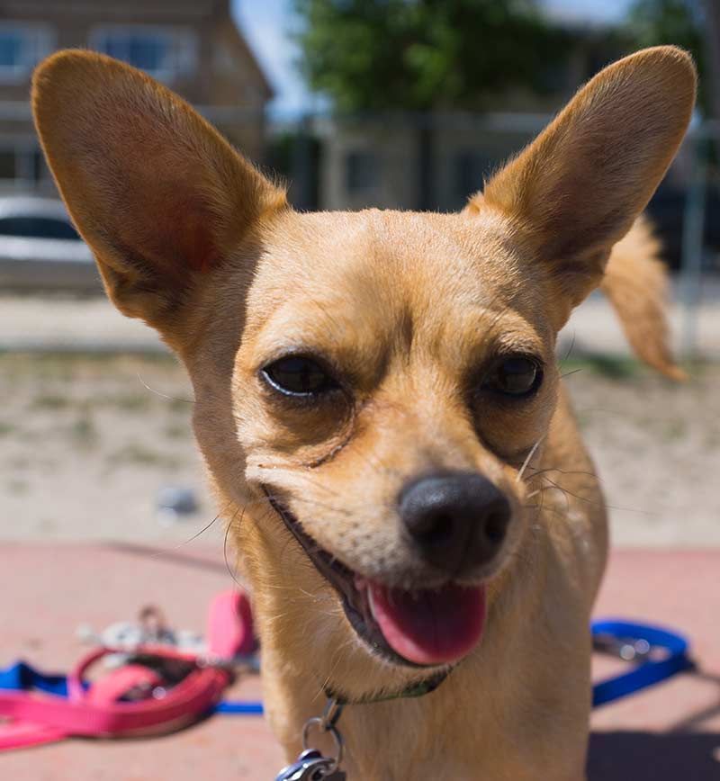 Het temperament van de Chihuahua Terrier-mix kan variëren