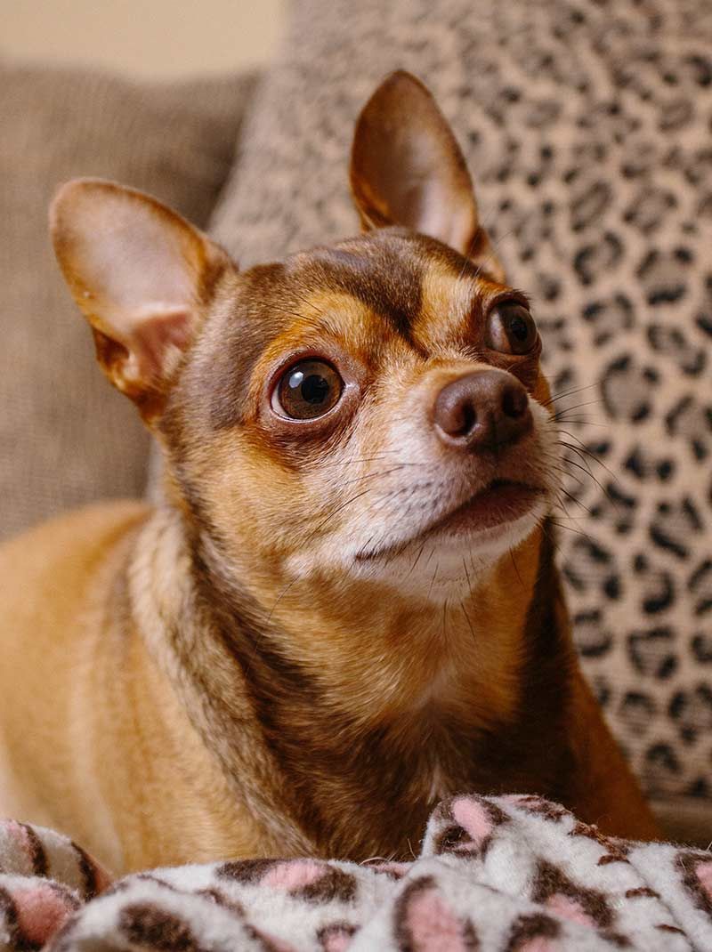 Honden van het Chihuahua Terrier Mix-ras kunnen een reeks gezondheidsproblemen hebben