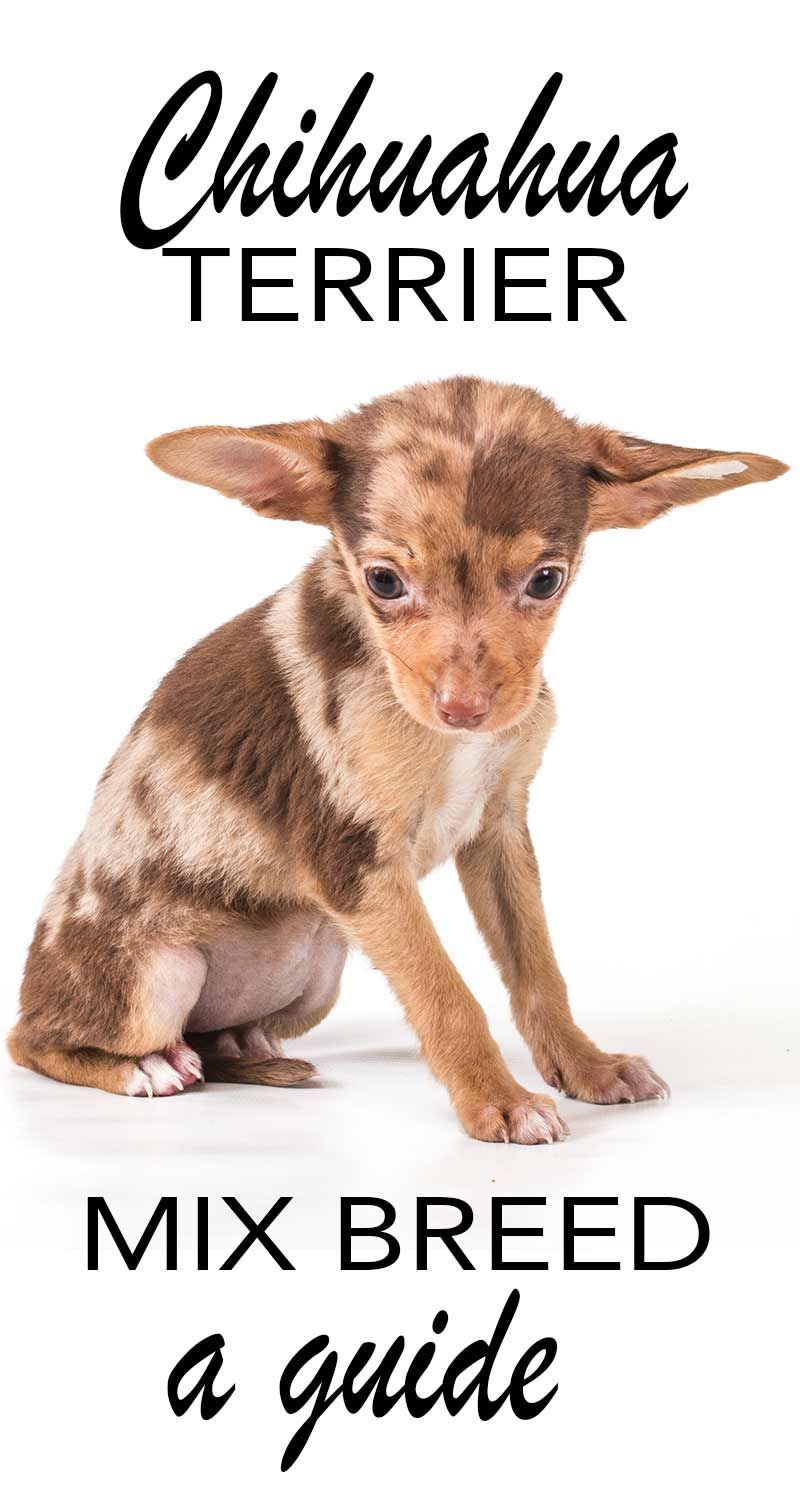 Chihuahua Terrrier Mix - un guide complet de ce chien de race mixte de plus en plus populaire