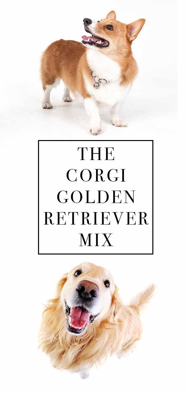 corgi golden retriever-mix