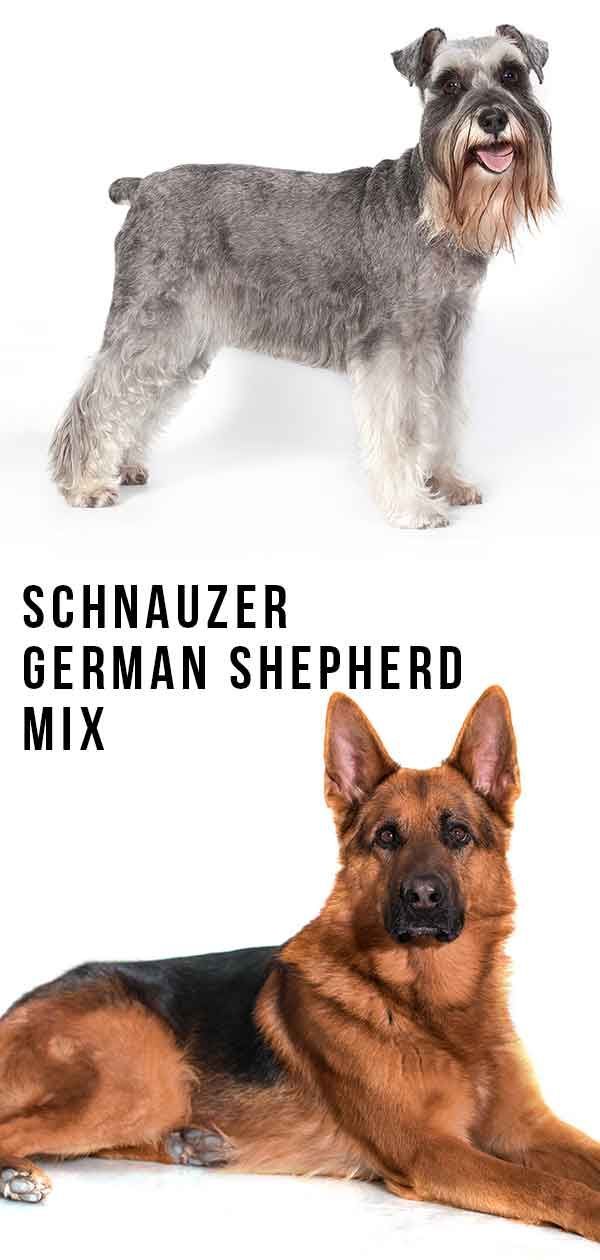 Mešanica nemškega ovčarja Schnauzer - je ta zvesti psiček odličen hišni ljubljenček?