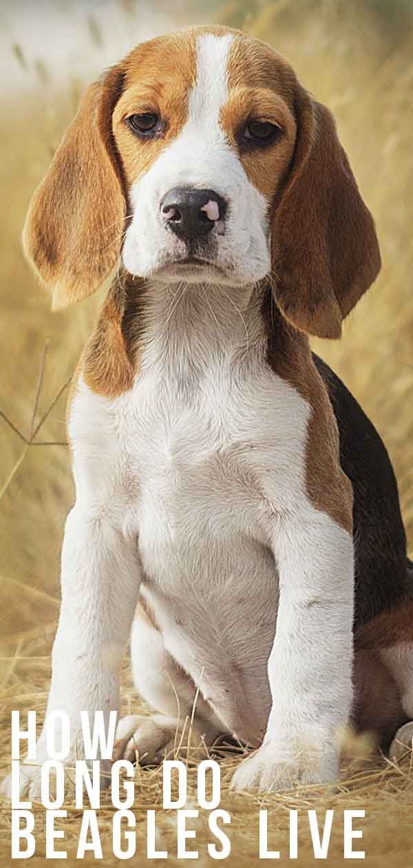 Durada de la vida del Beagle: quant de temps viuen els Beagles? Una guia completa.