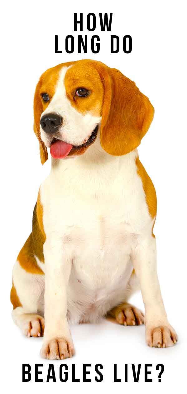 Beaglen elinikä: Kuinka kauan Beagles elää? Täydellinen opas.