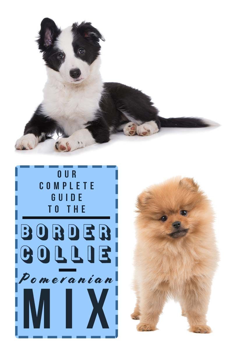 Notre guide complet du mélange Border-Collie Pomeranian - Examen des races de chiens mixtes.