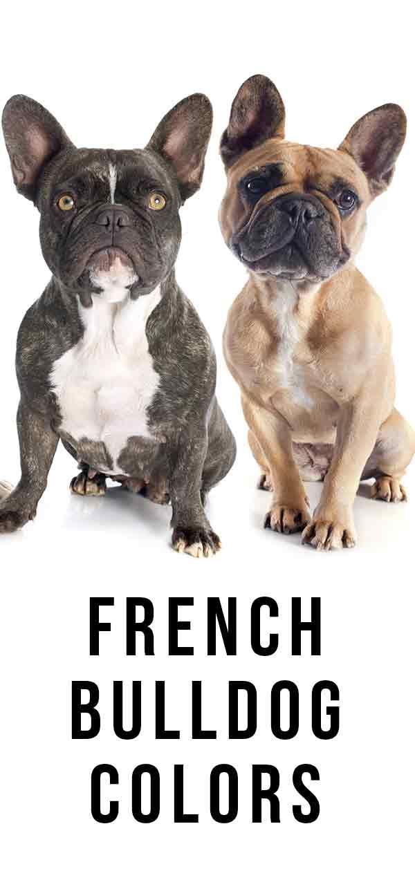 Franske bulldogfarver - alle farver, som en franskmand kan have!