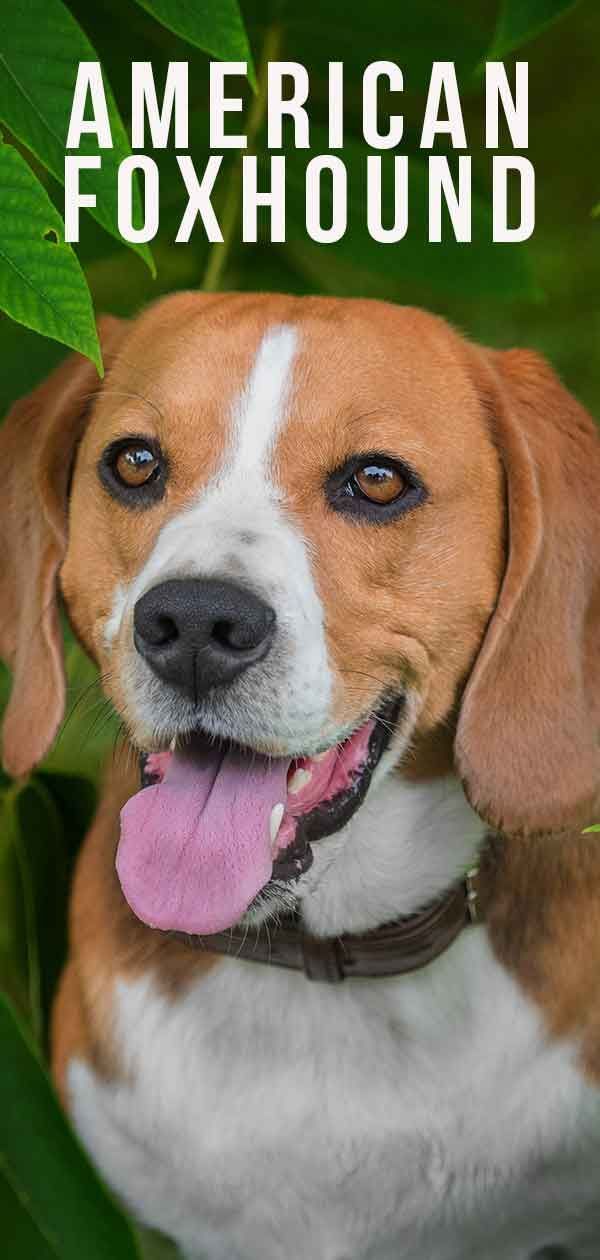 American Foxhound - Een luide trotse jachthond