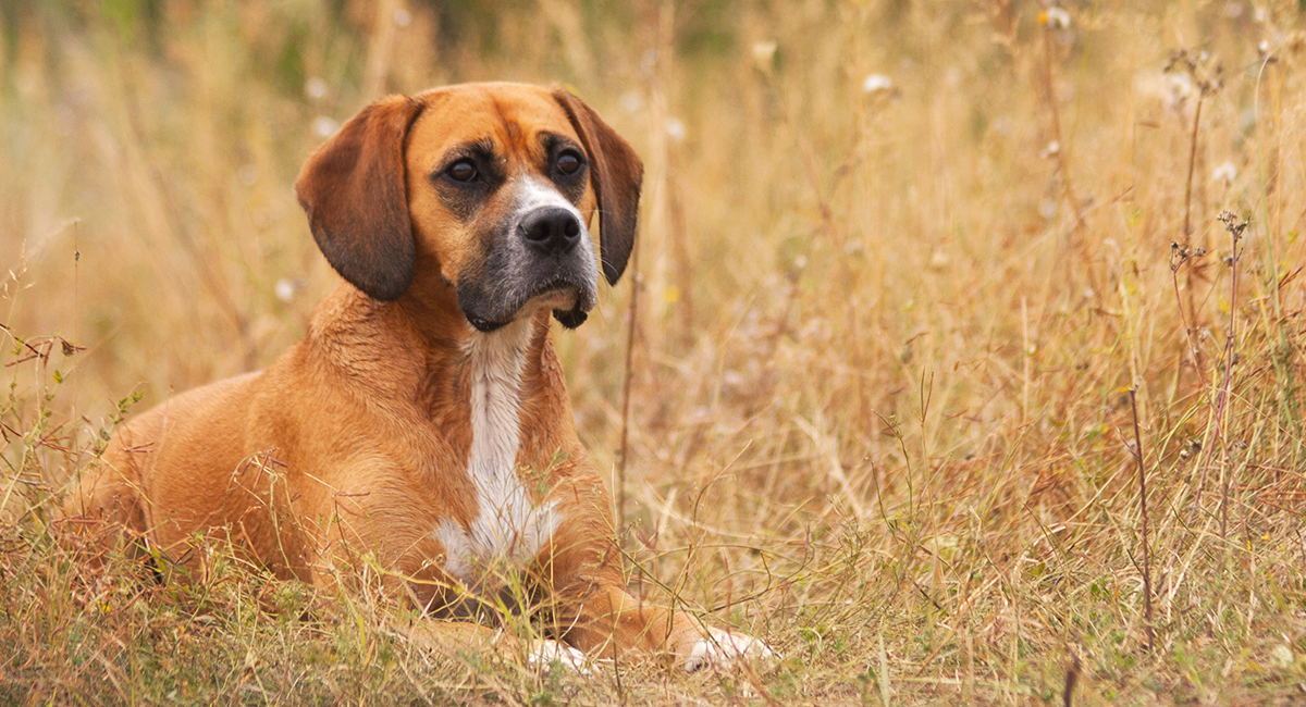 Beagle Mix Breed Dogs: คู่มือฉบับสมบูรณ์สำหรับสายพันธุ์ Beagle Cross