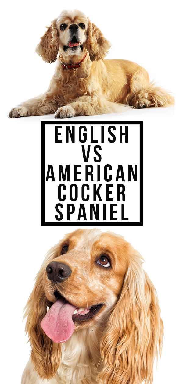 Engelse versus Amerikaanse cocker-spaniël - wat is het verschil?