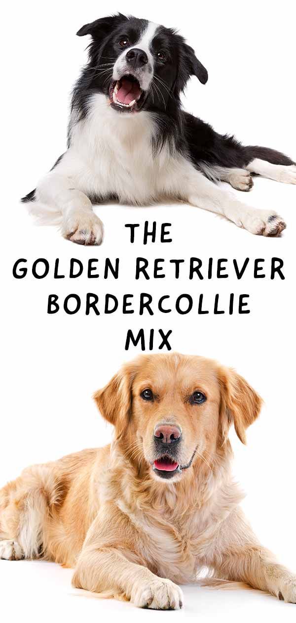 Golden Retriever Border Collie Mix