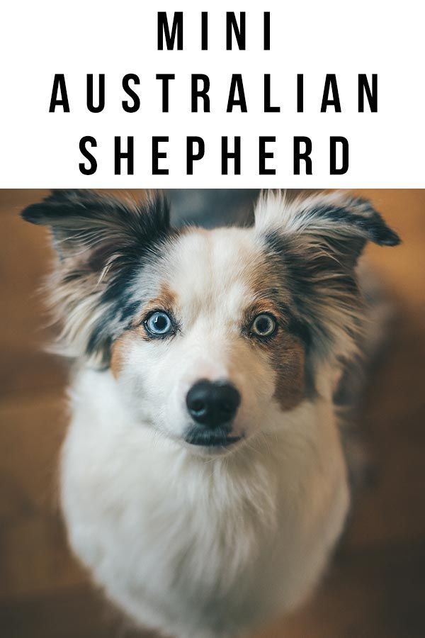 Mini Australian Shepherd - The Complete Guide to the Miniature Aussie
