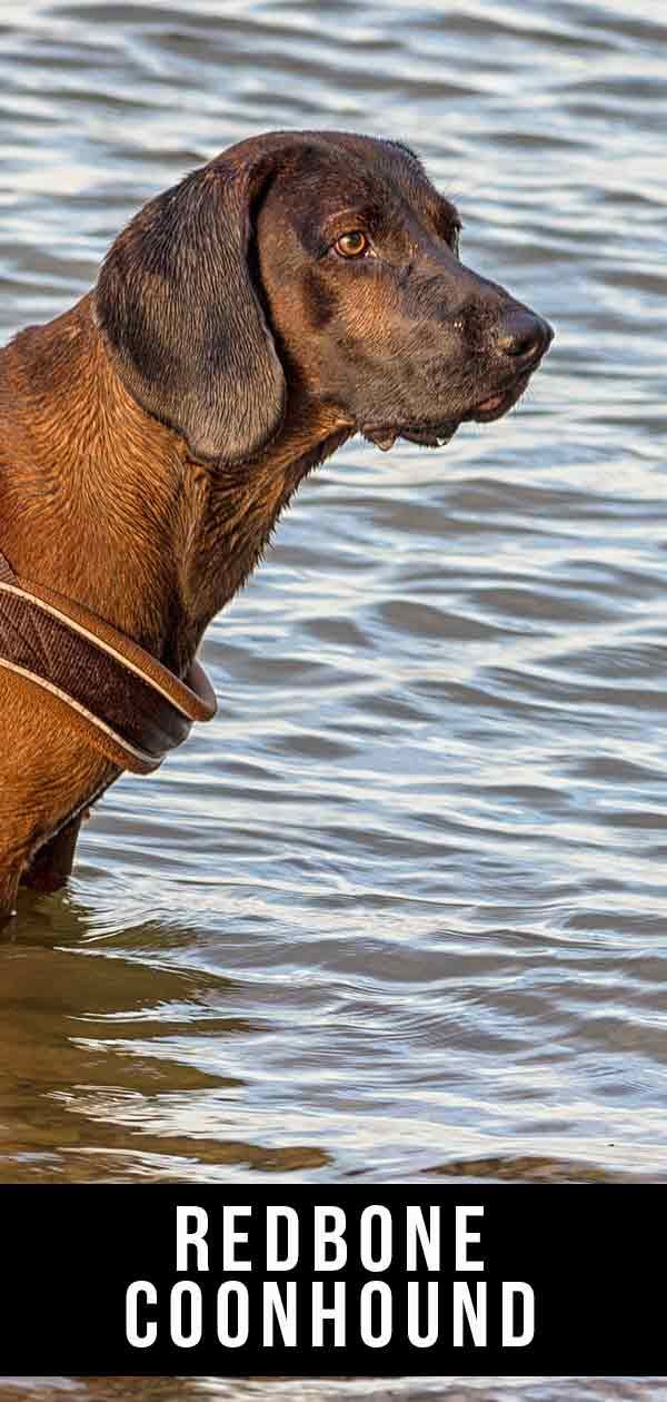 Redbone Coonhound - ves ameriški lovski pes
