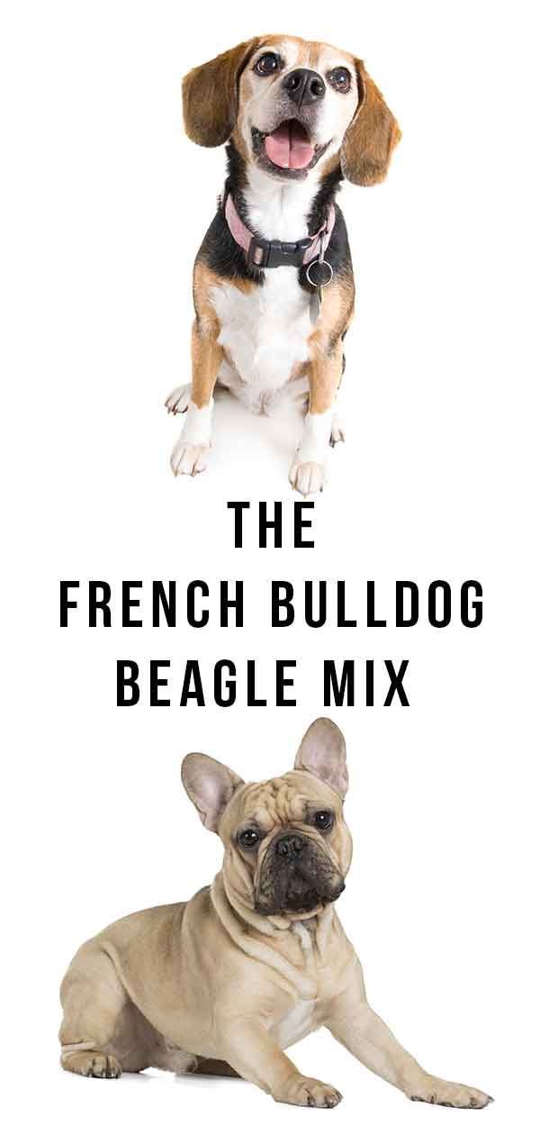 Frengle: The French Bulldog Beagle Mix
