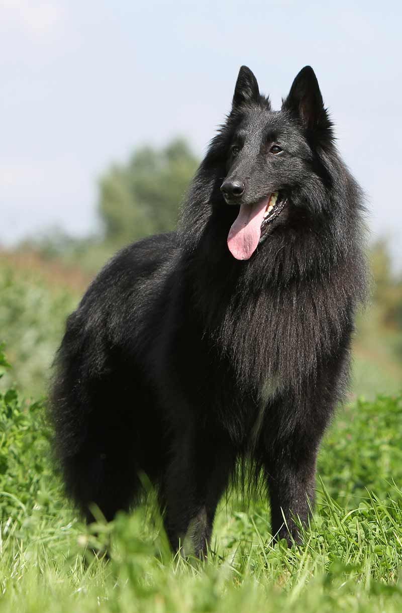 Belçika Çoban Köpeği