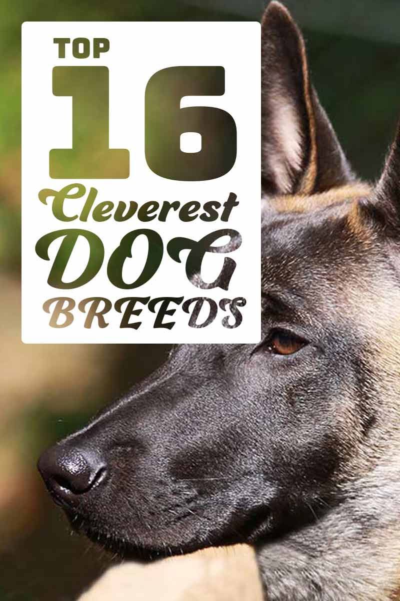 Top 16 slimste hondenrassen - Een gids voor hondenrassen