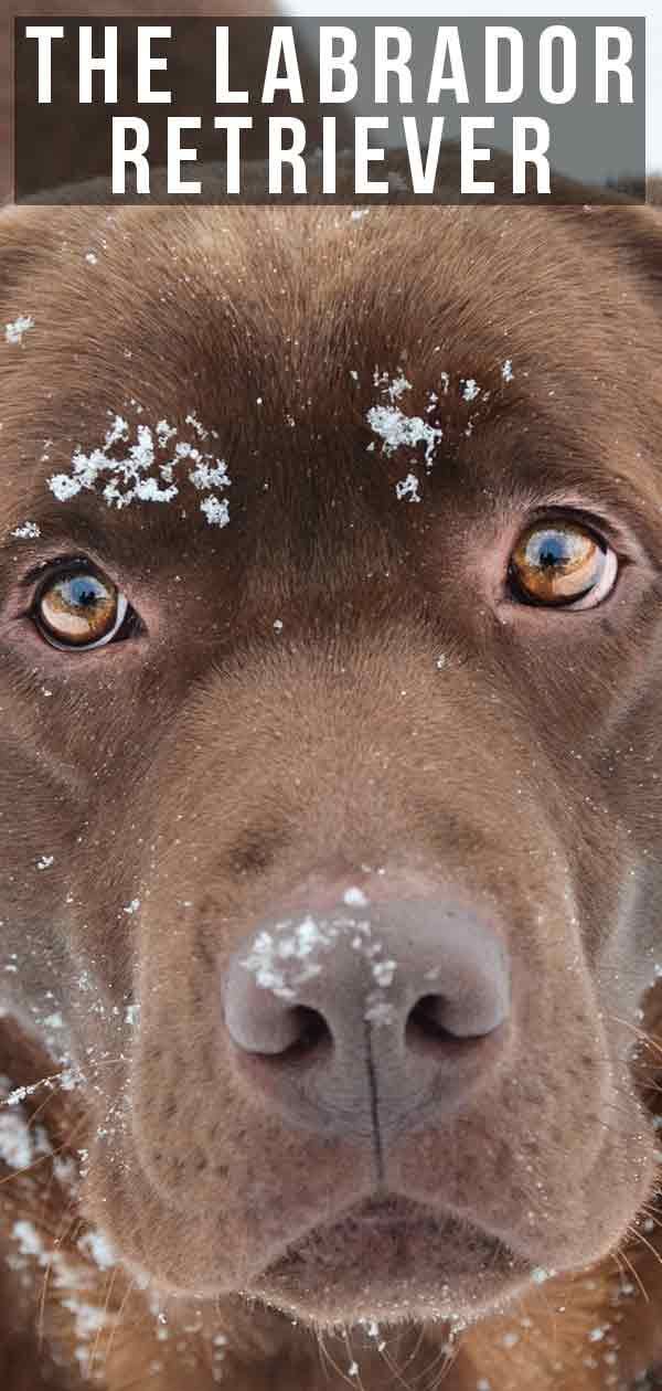 Centre d'information sur la race de chien Labrador Retriever