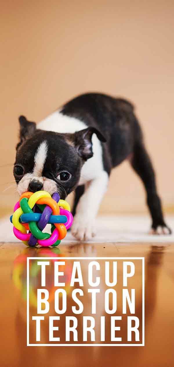 Tasse de thé Boston Terrier: à quoi ressemble ce petit chien?