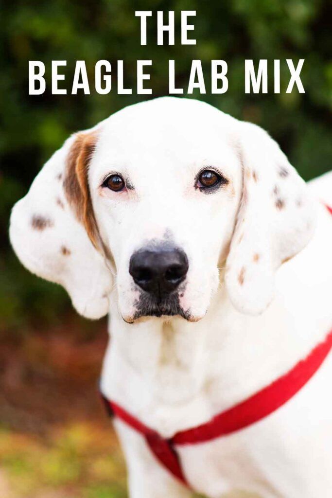 Beagle Lab Mix Breed Guide - Ontdek de Beagador Dog