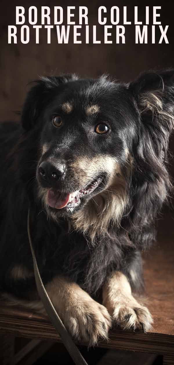 Border Collie Rottweiler Mix - je ta križanec dober hišni pes?